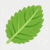 Cool Mint